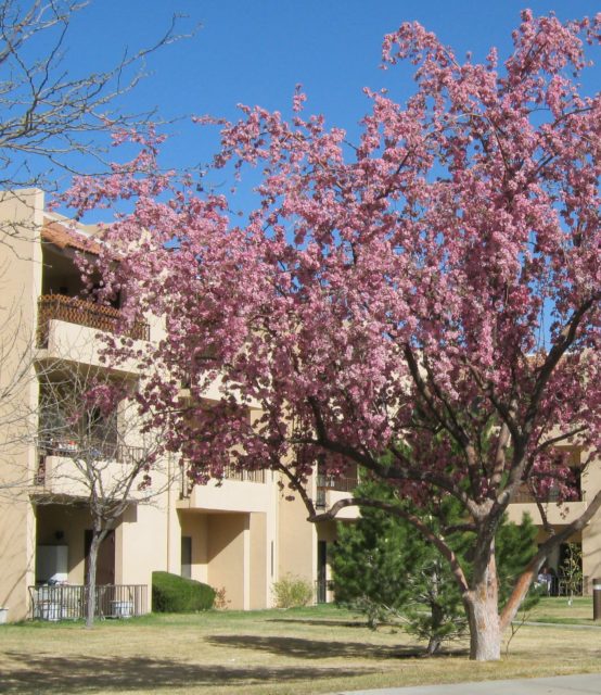 Tree in Full Blossom